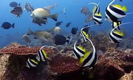 Byron Bay Dolphin Wildlife Tours - Geraldton Accommodation 3