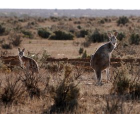 Silver City Tours - Geraldton Accommodation 1