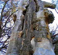 Junction Island Nature Reserve Canoe Tree and Walking Track