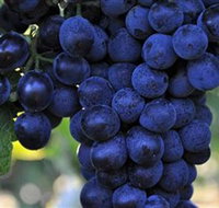 De Bortoli Wines Bilbul - Geraldton Accommodation