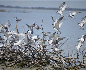 Lake Cowal - Geraldton Accommodation 2