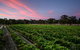 Amherst Winery - thumb 0