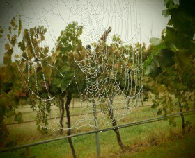 Red Earth Estate Vineyard - Geraldton Accommodation 8