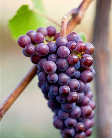 Ellender Estate - Geraldton Accommodation 6