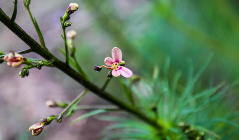 Lynchs Loop Trail - Geraldton Accommodation 2