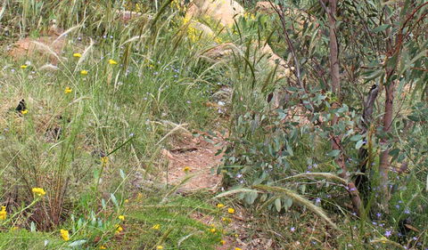 Ben Hall's Cave Walking Track - Geraldton Accommodation 1