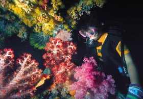 Bait Reef And Garys Lagoon Dive Site - Geraldton Accommodation 1