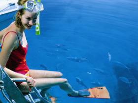 Bait Reef And Garys Lagoon Dive Site - Geraldton Accommodation 2