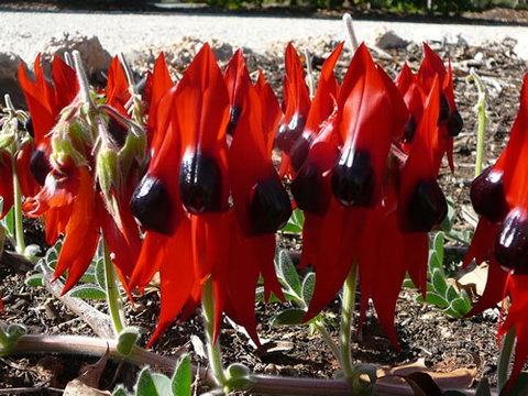 Australian Inland Botanic Gardens - Geraldton Accommodation 1