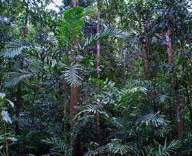 Kutini-Payamu (Iron Range) National Park (CYPAL) - Geraldton Accommodation 2