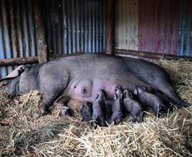 Springview Eco-Farm - Geraldton Accommodation 7