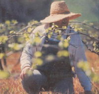 Canobolas Smith Winery - Geraldton Accommodation