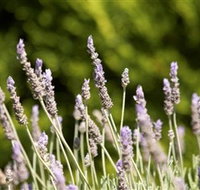Rustique Lavender Farm - Geraldton Accommodation