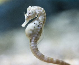 SEA LIFE Melbourne Aquarium - Geraldton Accommodation 0