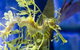 SEA LIFE Melbourne Aquarium - thumb 1