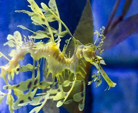 SEA LIFE Melbourne Aquarium - Geraldton Accommodation 1