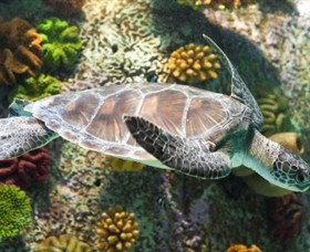 SEA LIFE Melbourne Aquarium - Geraldton Accommodation 5