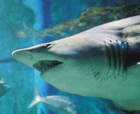 SEA LIFE Melbourne Aquarium - Geraldton Accommodation 8