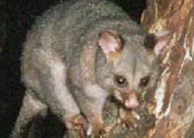 Moondarra State Park - Geraldton Accommodation 0