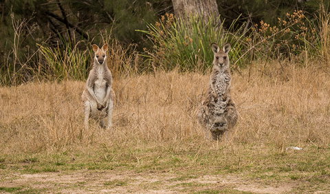 Mann River Nature Reserve - Geraldton Accommodation 1
