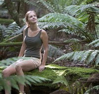 Barrington Tops National Park - Honeysuckle Forest Track - Geraldton Accommodation