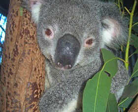 Hunter Valley Zoo - Geraldton Accommodation 0