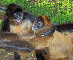 Hunter Valley Zoo - Geraldton Accommodation 5