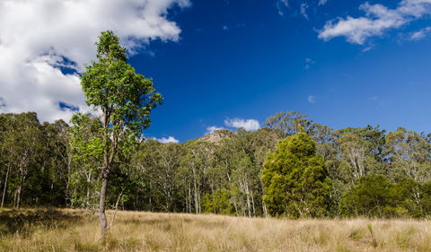 Brush Turkey Track - Geraldton Accommodation 0
