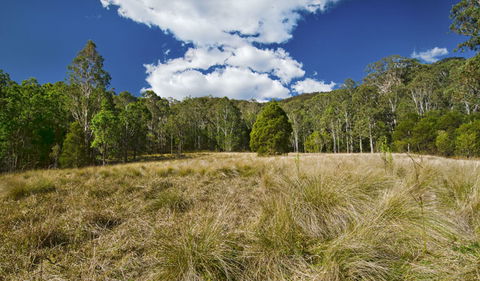 Brush Turkey Track - Geraldton Accommodation 1