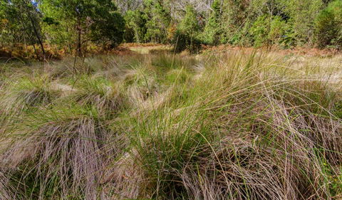 Brush Turkey Track - Geraldton Accommodation 2