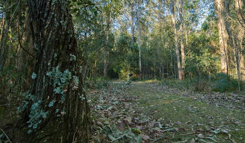 Brush Turkey Track - Geraldton Accommodation 3