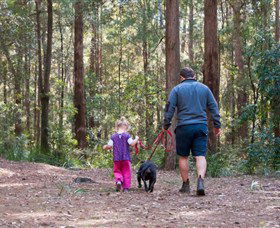 Olney State Forest - Watagan Mountains - Geraldton Accommodation 0