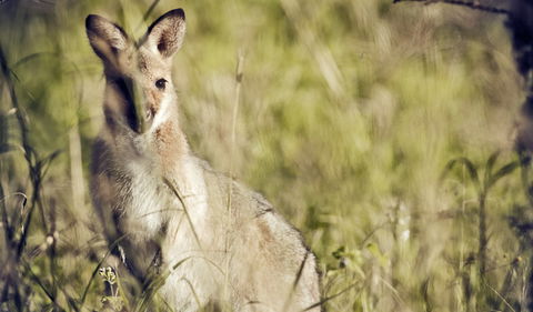 Richmond Range National Park - Geraldton Accommodation 1