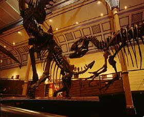 Australian Museum - Geraldton Accommodation 1
