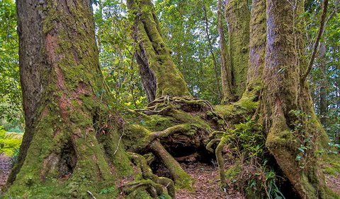 Antarctic Beech Picnic Area - Geraldton Accommodation 3