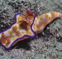 Curtain Artificial Reef Dive Site - Geraldton Accommodation