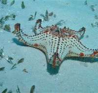 The Pines Dive Site - Geraldton Accommodation