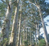The Great Forest Trees Drive - Geraldton Accommodation