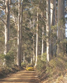 The Great Forest Trees Drive - Geraldton Accommodation 2