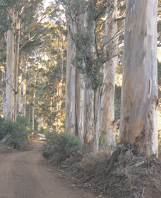 The Great Forest Trees Drive - Geraldton Accommodation 3