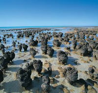Hamelin Pool Stromatolites - Geraldton Accommodation