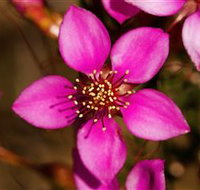 Flora - Geraldton Accommodation