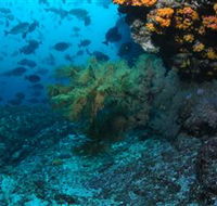 Henderson Rock Dive Site - Geraldton Accommodation