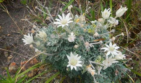 Korogoro Walking Track - Geraldton Accommodation 3