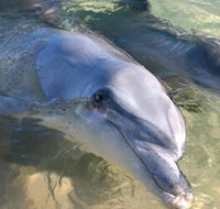Dolphins of Monkey Mia - Geraldton Accommodation