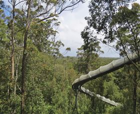 Tarkine Forest Adventures - Dismal Swamp - Geraldton Accommodation 1