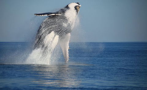 Absolute Ocean Charters - Geraldton Accommodation 12