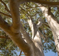 Lindsay Pryor Walk Australian National University - Geraldton Accommodation