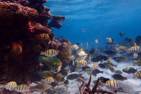 Lagoon Explorer - Ningaloo Reef Full-Day Kayaking And Snorkeling Adventure - Geraldton Accommodation 6