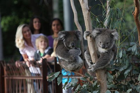 Australian Wildlife Tour At Melbourne Zoo - Geraldton Accommodation 0